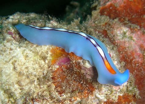  Eyelashed Flatworm: A Tiny Creature that Crawls Like a Snail and Hunts Like a Tiger!