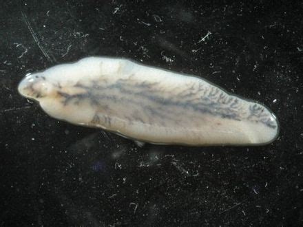  Liverfluke! This Fascinating Parasite Lives in the Bile Ducts of Mammals