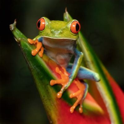  Red-Eyed Tree Frog: En Blåsblandad Överlevnadskonstnär Med Förtjusande Utseende!