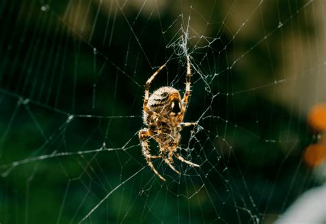  Tangleweb Spider! Unveiling the Enigma of a Web-Spinning Mastermind with Eight Legs and a Thirst for Tiny Treasures