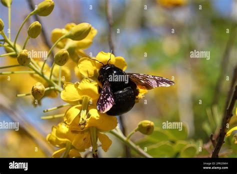 Xylocopa – En Skogsfågel Med En Gigantisk Familj!