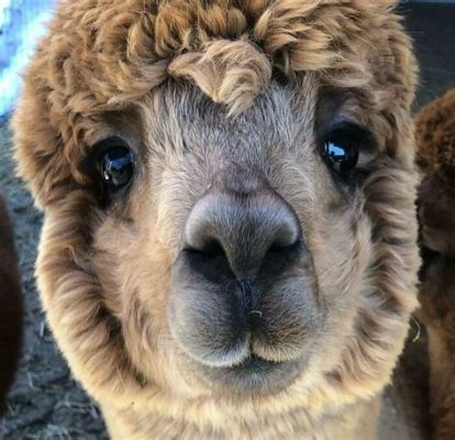  Alpaca: En mystisk varelse med ett fluffigt yttre och en oväntat stolt attityd!