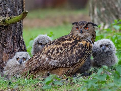  Eurasian Eagle-Owl: En Mästerjägare Med Vänliga Ögon Och En Kraftfull Röst Som Kan Få även Den Modigaste Att Skåpa Bakåt!