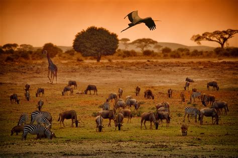  Indiens Milliped - En Skatt av Världens Överflödande Biodiversitet som Känner sig Helt Som Hemma i en Mörk,Fuktig Jord Understryker dess Fascinerande Livsstil!