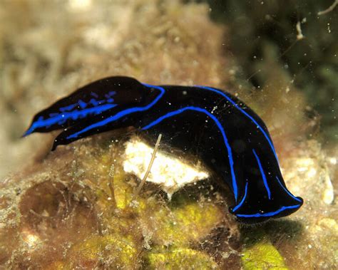   Ocellated Flatworm: Can This Carnivorous Predator Survive a World Without Its Tiny Prey?