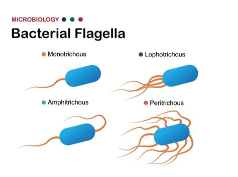  Rhabdomonas! Ett mikroskopiskt mästare som simmar med hjälp av flagellär rörelse och närmar sig föda med pseudopoder