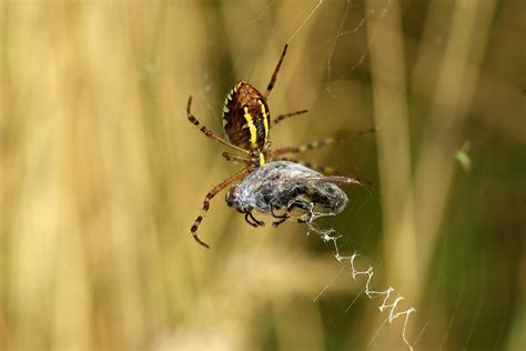  Zodariidae Spinns Sinuösa Nät och Befoglar Byten i Skymningen!